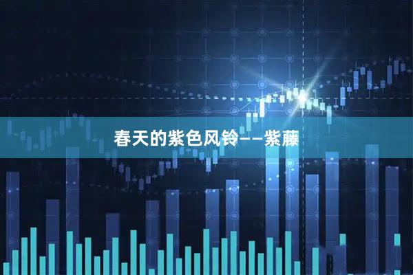 春天的紫色风铃——紫藤